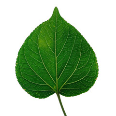 Obraz premium Single green leaf with prominent veins and small white speckles isolated on a transparent background macro photography with soft highlights