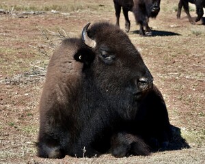 Fototapeta premium american bison