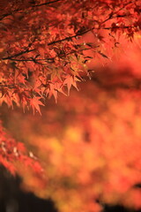 日本の秋の紅葉