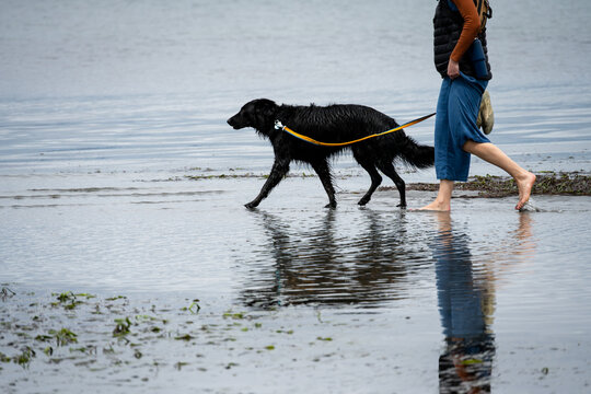 Woman in bare feet walking black dog on an orange leash, in the water at low in Puget Sound, Golden Gardens park, Seattle, Washington
