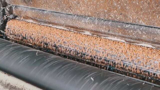 Operating flour roller mills to process grains and produce fine flour efficiently in a modern facility