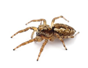 A detailed macro shot of a small, eight-legged arachnid. The spider has a brown patterned body and legs, set against a plain white backdrop