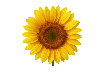 Fototapeta premium Bright yellow sunflower blooming with transparent background