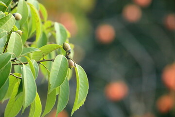 日本の秋に実ったどんぐりの実 © aki_insta212