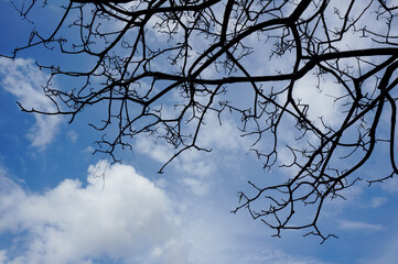 Obraz premium Low angle view of bare tree branches silhouette against a bright blue sky with white clouds.