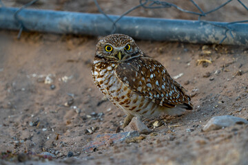 bright eye owl