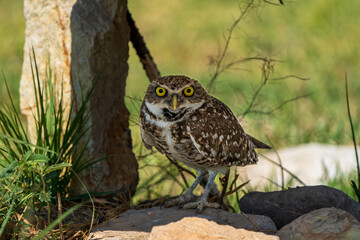 owl on the ground