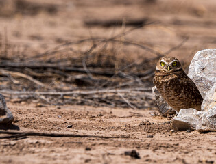 burrowing owls