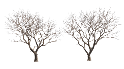 Pair of barren tree silhouettes with fine twig network on transparent background