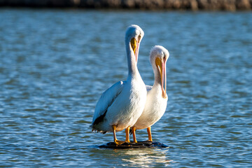 great white pelican pair