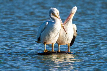 pelicans