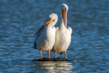 pelican on the water