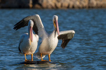pelicans on the pier