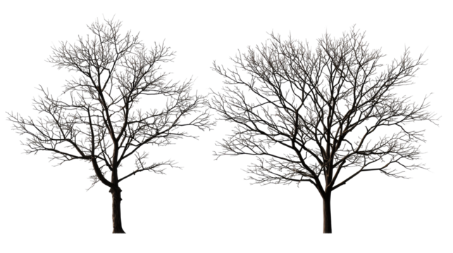 Silhouettes of two leafless trees with delicate branch details on transparent background