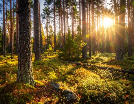 Sunny morning light filters through tall trees in a vibrant forest