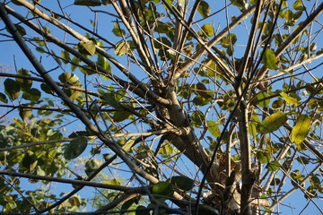 dense, chaotic structure of tree branches and twigs creating an intricate network against a clear, bright blue sky. A few remaining green and yellow-green leaves are scattered throughout the branches,