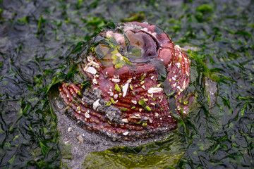 Large red Sea Anemone covered in shell pieces, sand, and green seaweed, Sea Lettuce, at low tide on Puget Sound, Golden Gardens park, Seattle, Washington
