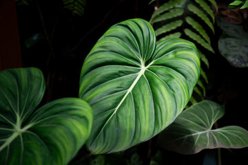A vibrant, heart-shaped green leaf with striking white veins, set against a dark, lush background of tropical foliage