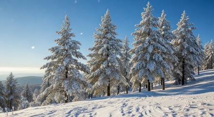 Obraz premium Snow Covered Pine Trees on a Sunny Winter Day.