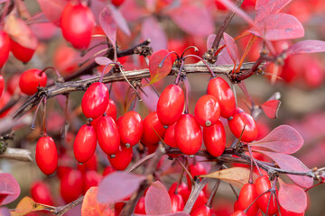Intensiv rote Fr&uuml;chte der Berberitze mit roten Bl&auml;ttern an einem Ast