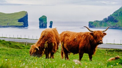 Highland cow stands regally amidst the vibrant green pasture, Faroe Islands.