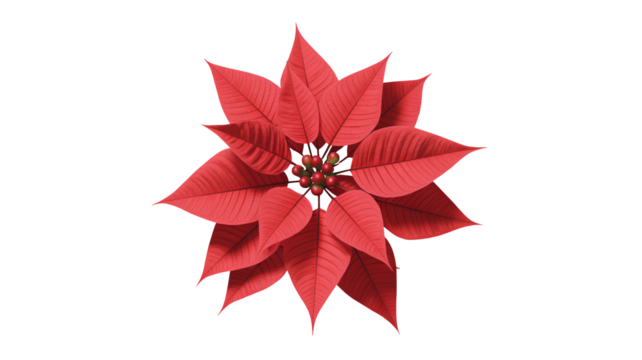 Vibrant red poinsettia flower with berries, festive holiday decoration - Powered by Adobe