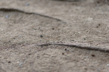 Close-up View of Natural Ground Texture with Roots and Soil Elements
