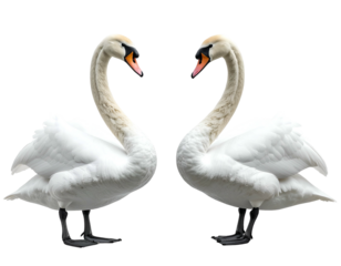 Two white swans form a heart shape with their necks