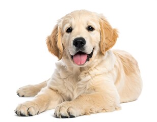 Portrait of a young, golden-furred puppy with an open mouth