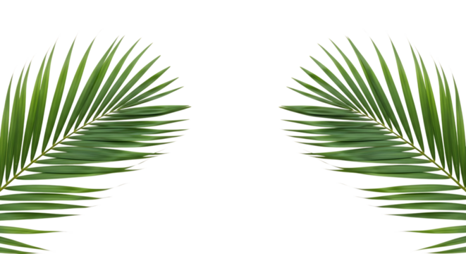 Two vibrant green palm fronds create a symmetrical frame, , perfect for tropical designs and summer themes