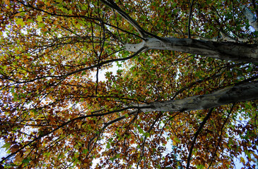 View from below of a tree crown with interlacing branches and leaves in green and brown tones. Autumn scenery with soft light and natural texture creates a peaceful, serene atmosphere.