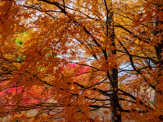 旭日丘湖畔緑地公園の紅葉