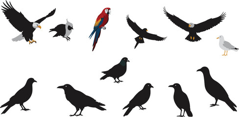 Bird species and silhouette illustration set, eagle parrot hawk vector, avian comparison design, educational wildlife graphics collection