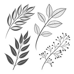 Botanical Line Art Elements vector plant