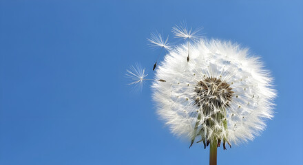 dandelion, seed, head, clock, wish, blowing, fragile, delicate, seeds, parachutes, blue, sky, bright, summer, spring, nature, plant, weed, flower, life, cycle, ephemeral, beauty, symbolic, hope, dream