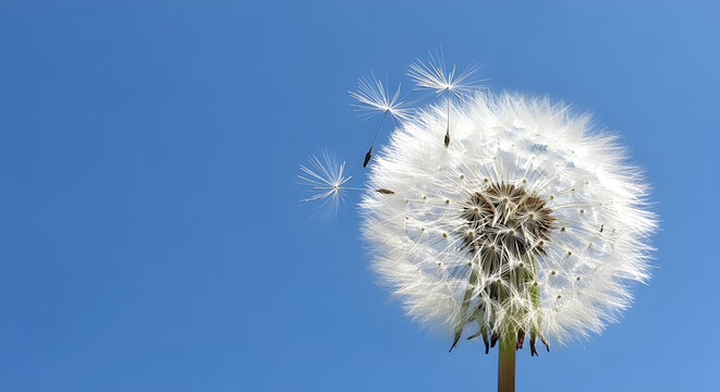 dandelion, seed, head, clock, wish, blowing, fragile, delicate, seeds, parachutes, blue, sky, bright, summer, spring, nature, plant, weed, flower, life, cycle, ephemeral, beauty, symbolic, hope, dream