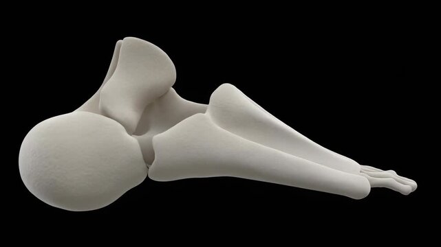 3D Animation of the Lateral Cuneiform Bone and Foot Tarsals