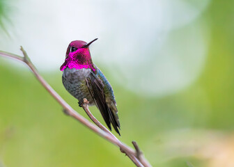 Adult Male Anna's Hummingbird on a Branch