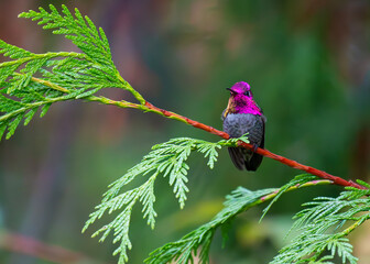 Adult Male Anna's Hummingbird on a Cedar Branch
