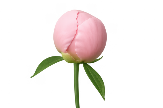 Pink peony flower bud opening on transparent background