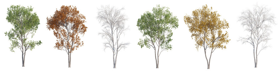 The realistic of maple trees in natural every season for use for decoration and design with isolated on transparent background - PNG file, 3d rendering illustration
