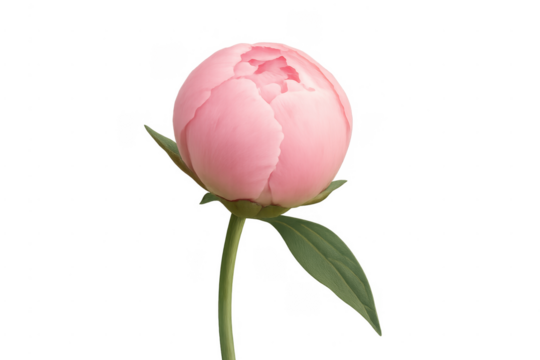 Pink peony flower bud opening on stem