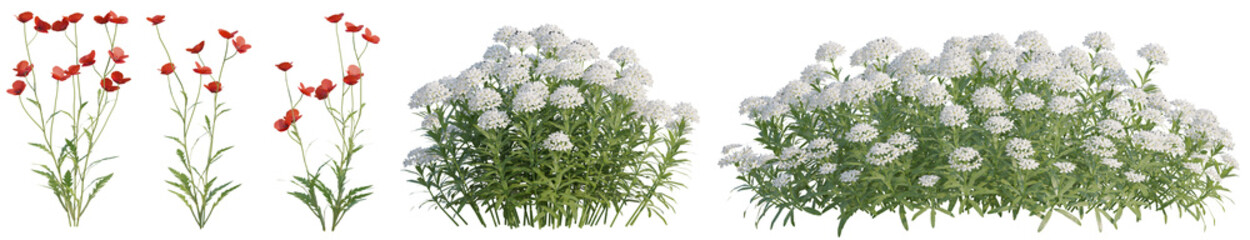 Set of Red and white Flowers for nature, garden, or seasonal decoration with isolated on transparent background - PNG file, 3d rendering illustration