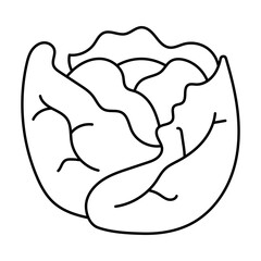 Hand drawn assortment of leafy. Vector illustration of cabbage vegetable icon
