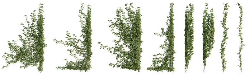 Shape of ivy and vine plants for Used for decorating gardens, wall, fence with isolated on transparent background - PNG file, 3d rendering illustration © EcoSpace