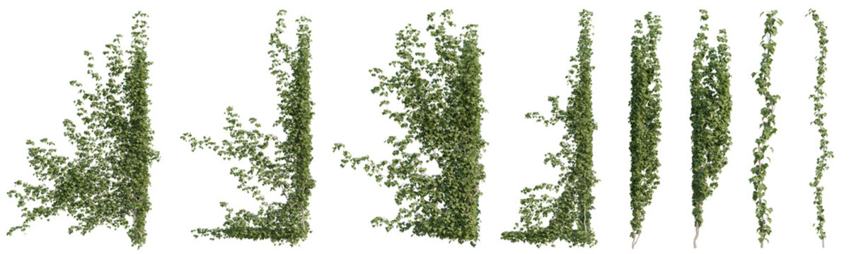 Shape of ivy and vine plants for Used for decorating gardens, wall, fence with isolated on transparent background - PNG file, 3d rendering illustration
