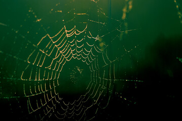 spider web with dew drops