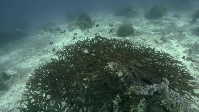 a coral and damsel fishes on the sandy sea floor