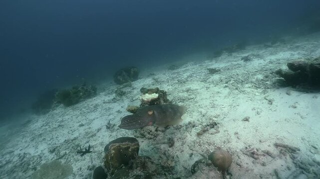 A squid swims slowly and changes camouflage pattern on the underwater sandy floor