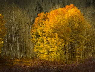 autumn landscape with yellow leaves